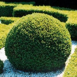 buxus