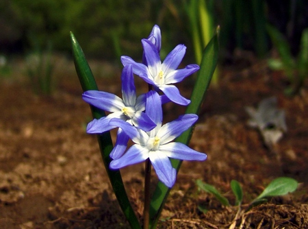 chionodoxa