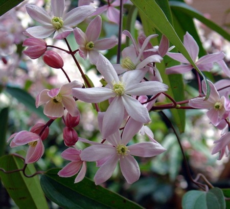 clematis_armandii