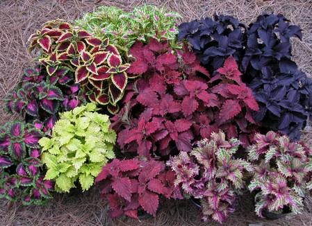 coleus