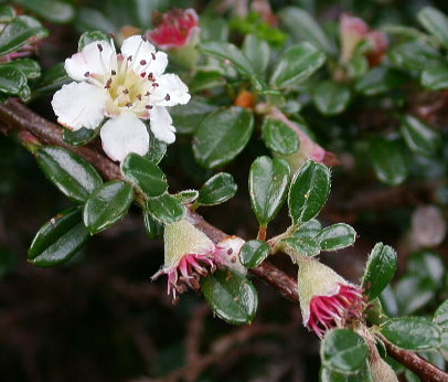 cotoneaster