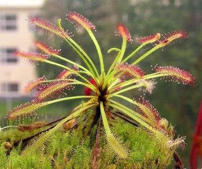 drosera capensis