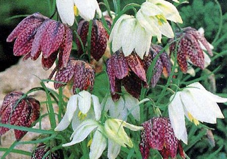 fritillaria