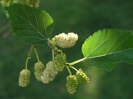 gelso bianco