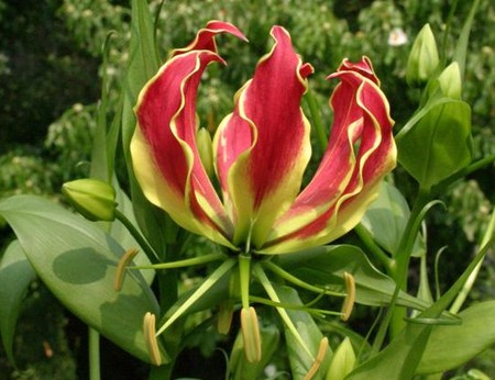 gloriosa superba