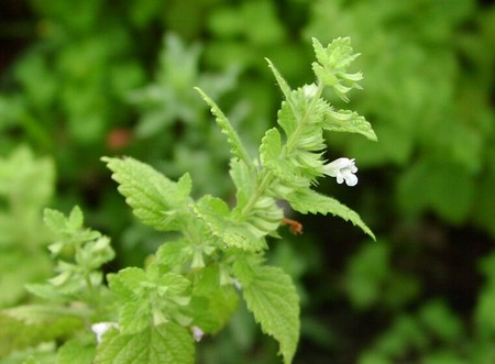 melissa officinalis