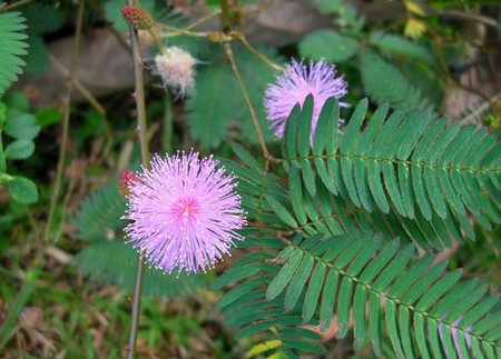 mimosa pudica