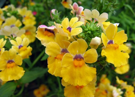 nemesia