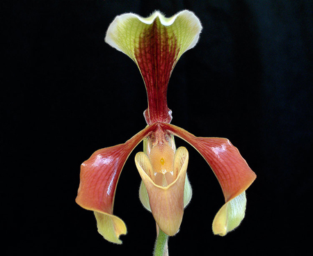 orchidea farfalla