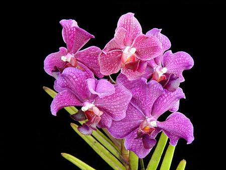 orchidea vanda