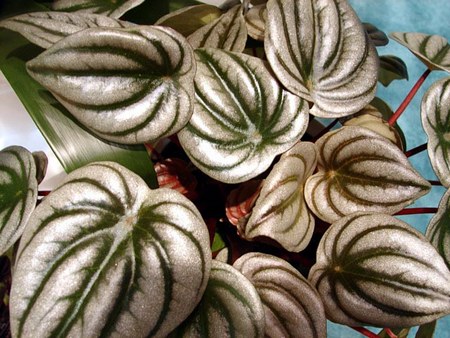 peperomia