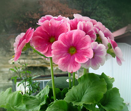 primula obconica