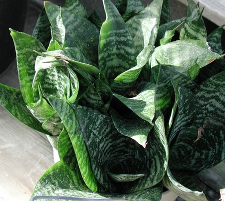 sanseveria