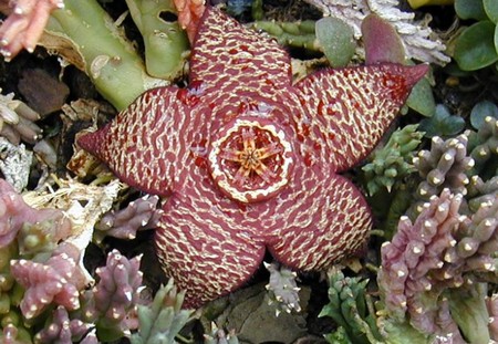 stapelia