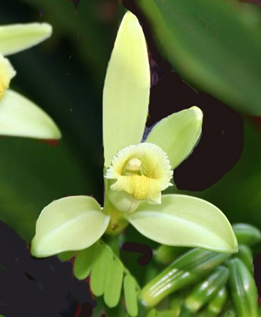 La Vaniglia, ovvero l’orchidea dai frutti commestibili