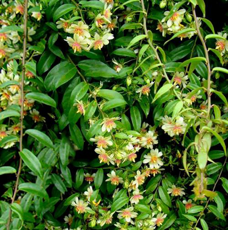 Pereskia aculeata