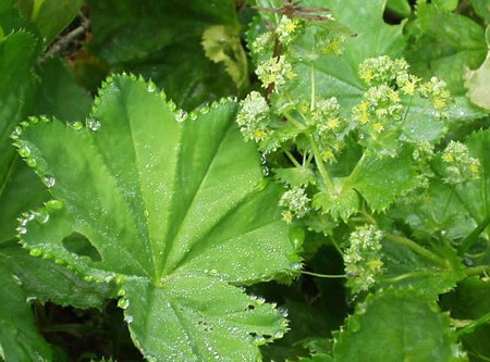 alchemilla