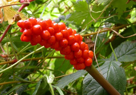 arum italicum