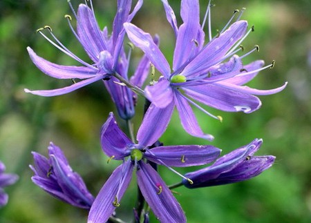 camassia