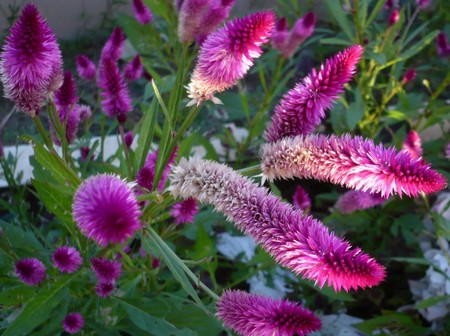 celosia