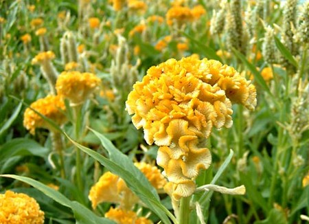 celosia