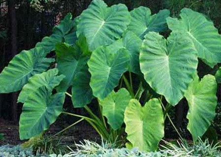 colocasia