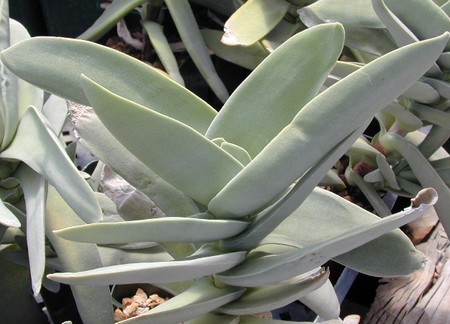 crassula falcata