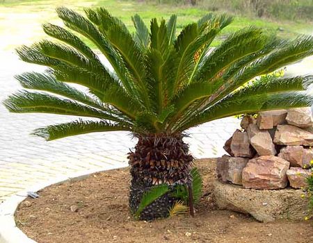 cycas