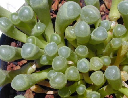 fenestraria