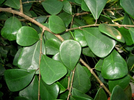 ficus triangularis