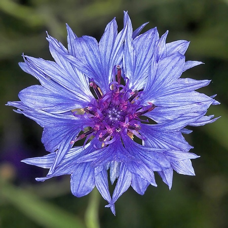 fiore di fiordaliso