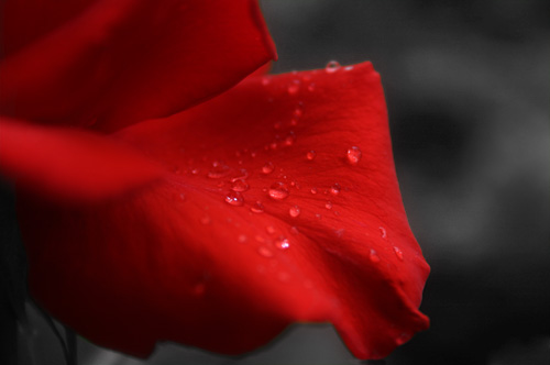 fiori simbolo d’amore