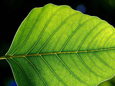 Morfologia delle piante: le foglie