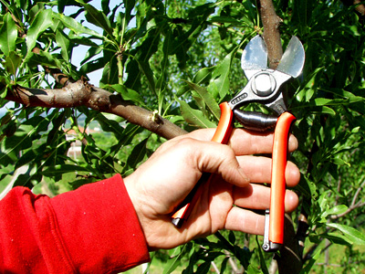 forbici potatura