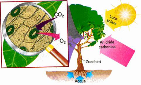 fotosintesi clorofilliana
