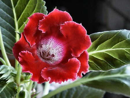 gloxinia