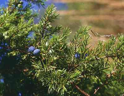 juniperus communis ginepro comune