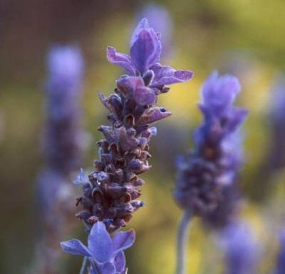 lavanda inglese