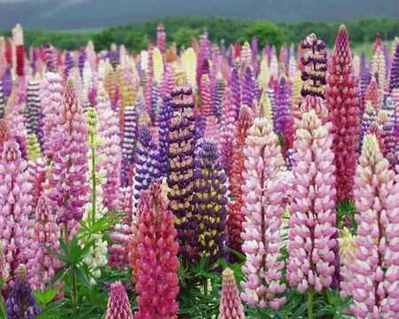 lupinus