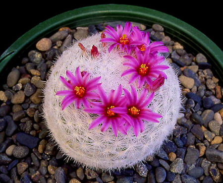 mammillaria