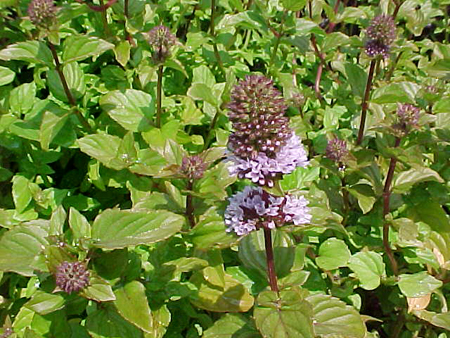 menta piperita