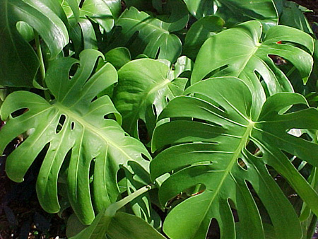 monstera