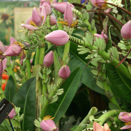 musa ornata