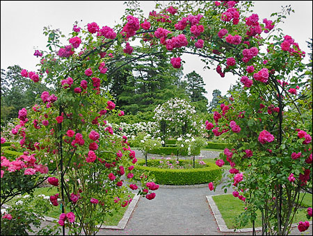 progettare un giardino