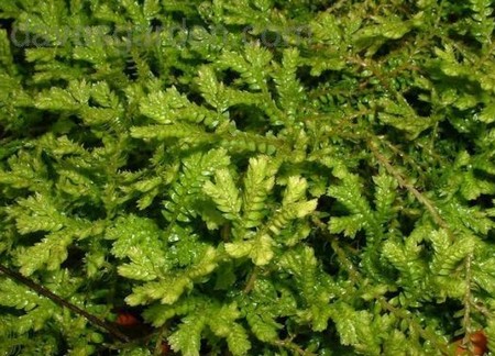 selaginella