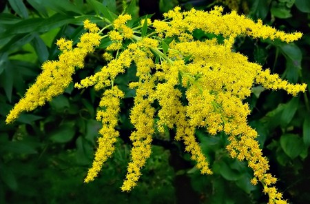 solidago