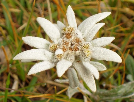 Edelweiss, la Stella alpina