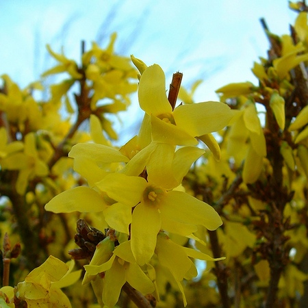 Forsythia