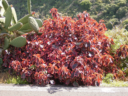 Acalypha wilkesiana