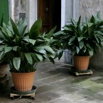 Aspidistra